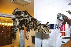 Gatti (61)